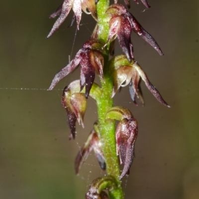 Corunastylis despectans (Sharp Midge Orchid) at Jervis Bay National Park - 20 Mar 2015 by AlanS