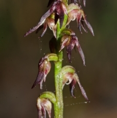 Corunastylis despectans at Vincentia, NSW - suppressed