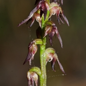 Corunastylis despectans at Vincentia, NSW - suppressed