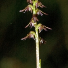 Corunastylis despectans (Sharp Midge Orchid) at Tomerong, NSW - 8 Apr 2011 by AlanS