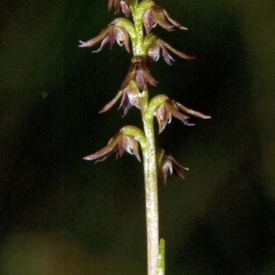 Corunastylis despectans (Sharp Midge Orchid) at Tomerong, NSW - 7 Apr 2011 by AlanS