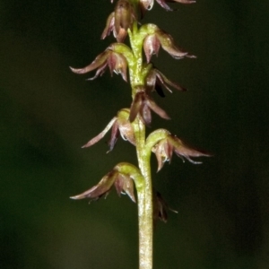 Corunastylis despectans at Tomerong, NSW - suppressed