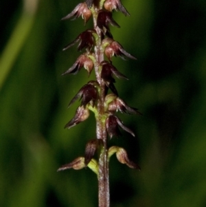 Corunastylis despectans at Tomerong, NSW - suppressed