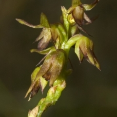 Corunastylis filiforme (Glandular Midge Orchid) at Falls Creek, NSW - 13 Mar 2009 by AlanS