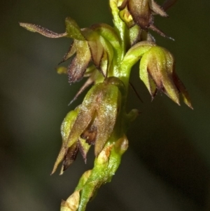 Corunastylis filiforme at Falls Creek, NSW - 13 Mar 2009