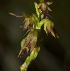 Corunastylis filiforme at Falls Creek, NSW - 13 Mar 2009