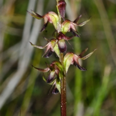 Corunastylis filiforme (Glandular Midge Orchid) at Parma Creek Nature Reserve - 28 Jan 2015 by AlanS