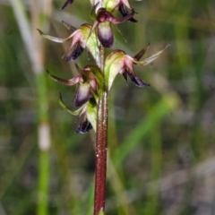 Corunastylis filiforme at Yerriyong, NSW - 29 Jan 2015