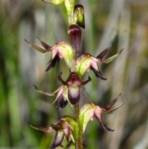 Corunastylis filiforme at Yerriyong, NSW - 29 Jan 2015