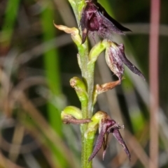 Corunastylis filiforme (Glandular Midge Orchid) at Yerriyong, NSW - 22 Mar 2013 by AlanS