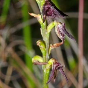 Corunastylis filiforme at Yerriyong, NSW - suppressed