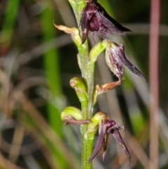 Corunastylis filiforme (Glandular Midge Orchid) at Yerriyong, NSW - 21 Mar 2013 by AlanS