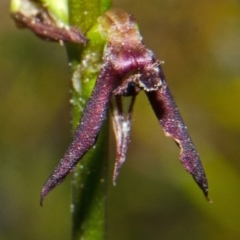 Corunastylis filiforme at Yerriyong, NSW - suppressed