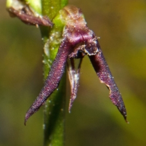 Corunastylis filiforme at Yerriyong, NSW - 22 Mar 2013