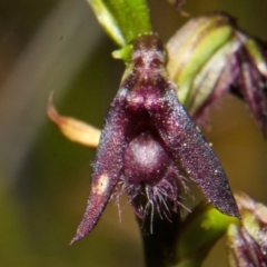 Corunastylis filiforme at Yerriyong, NSW - 22 Mar 2013