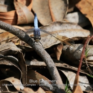 Orthetrum caledonicum at Ulladulla, NSW - 13 Feb 2019 12:00 AM