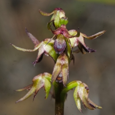 Corunastylis filiforme (Glandular Midge Orchid) at Yerriyong, NSW - 22 Jan 2016 by AlanS