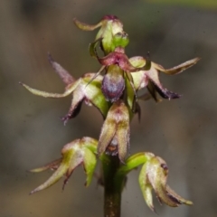 Corunastylis filiforme (Glandular Midge Orchid) at Yerriyong, NSW - 21 Jan 2016 by AlanS