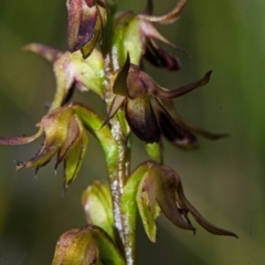 Corunastylis filiforme at Yerriyong, NSW - suppressed