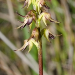 Corunastylis filiforme at Yerriyong, NSW - suppressed