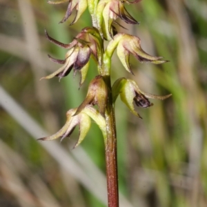 Corunastylis filiforme at Yerriyong, NSW - suppressed