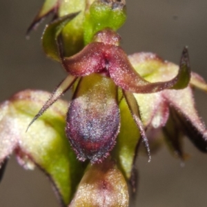 Corunastylis filiforme at Yerriyong, NSW - suppressed