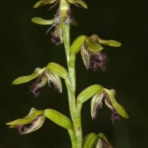 Corunastylis fimbriata at Bomaderry Creek Regional Park - 11 Mar 2010