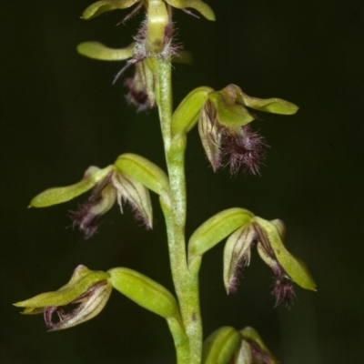 Corunastylis fimbriata (Fringed Midge Orchid) at Bomaderry Creek Regional Park - 10 Mar 2010 by AlanS