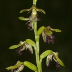 Corunastylis fimbriata at Bomaderry Creek Regional Park - suppressed