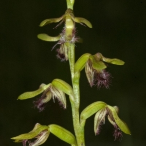 Corunastylis fimbriata at Bomaderry Creek Regional Park - suppressed