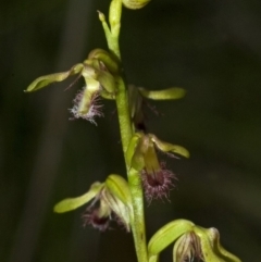 Corunastylis fimbriata at Bomaderry Creek Regional Park - suppressed