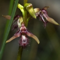 Corunastylis fimbriata (Fringed Midge Orchid) at Jerrawangala, NSW - 3 Feb 2012 by AlanS