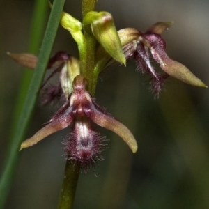 Corunastylis fimbriata at Jerrawangala, NSW - 4 Feb 2012