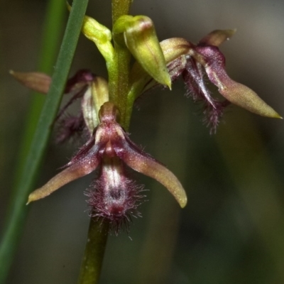 Corunastylis fimbriata (Fringed Midge Orchid) at Jerrawangala National Park - 3 Feb 2012 by AlanS