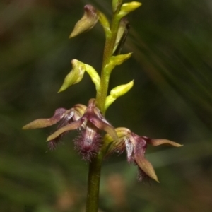 Corunastylis fimbriata at Jerrawangala, NSW - 4 Feb 2012