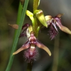 Corunastylis fimbriata at Jerrawangala, NSW - 4 Feb 2012