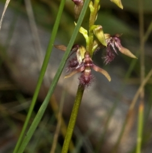 Corunastylis fimbriata at Jerrawangala, NSW - 4 Feb 2012