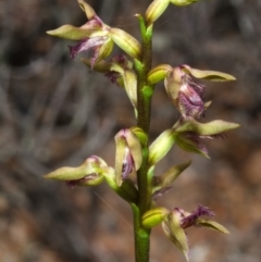 Corunastylis fimbriata (Fringed Midge Orchid) at Morton National Park - 16 Mar 2013 by AlanS