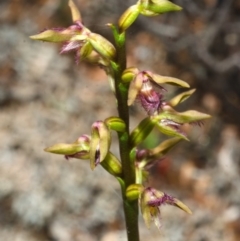 Corunastylis fimbriata at Moollattoo, NSW - suppressed