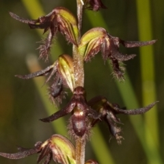 Corunastylis fimbriata (Fringed Midge Orchid) at Yerriyong, NSW - 4 Mar 2010 by AlanS