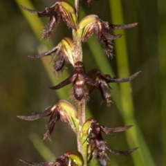 Corunastylis fimbriata at Yerriyong, NSW - suppressed