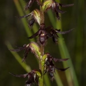 Corunastylis fimbriata at Yerriyong, NSW - suppressed