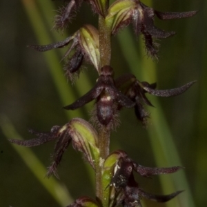 Corunastylis fimbriata at Yerriyong, NSW - suppressed