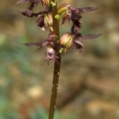 Corunastylis fimbriata (Fringed Midge Orchid) at Beaumont, NSW - 20 Feb 2011 by AlanS