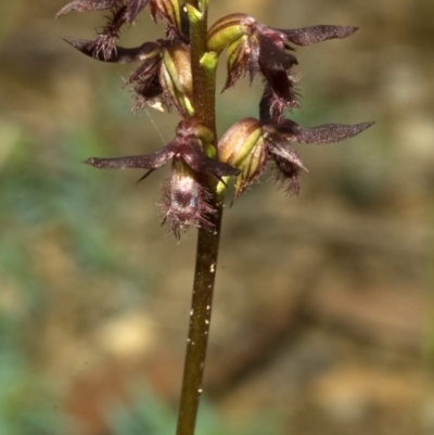 Corunastylis fimbriata (Fringed Midge Orchid) at Beaumont, NSW - 20 Feb 2011 by AlanS