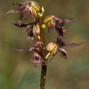 Corunastylis fimbriata at Beaumont, NSW - suppressed