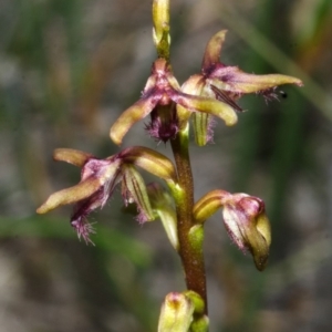 Corunastylis fimbriata at Tianjara, NSW - 22 Mar 2013