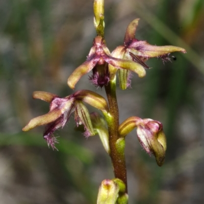 Corunastylis fimbriata (Fringed Midge Orchid) at Tianjara, NSW - 21 Mar 2013 by AlanS