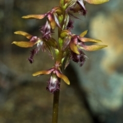 Corunastylis fimbriata (Fringed Midge Orchid) at Red Rocks, NSW - 27 Jan 2012 by AlanS