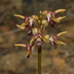 Corunastylis fimbriata at Red Rocks, NSW - 27 Jan 2012